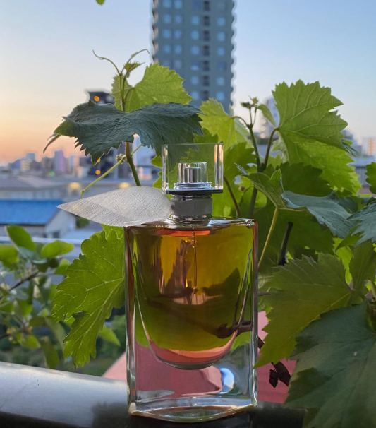 ✨ Jean Paul Gaultier SCANDAL, Dior J'ADORE y Lancôme LA VIE EST BELLE (Eau de Parfum) 🏆